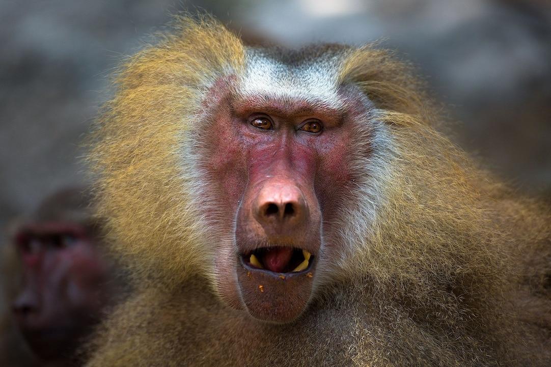 Baboon