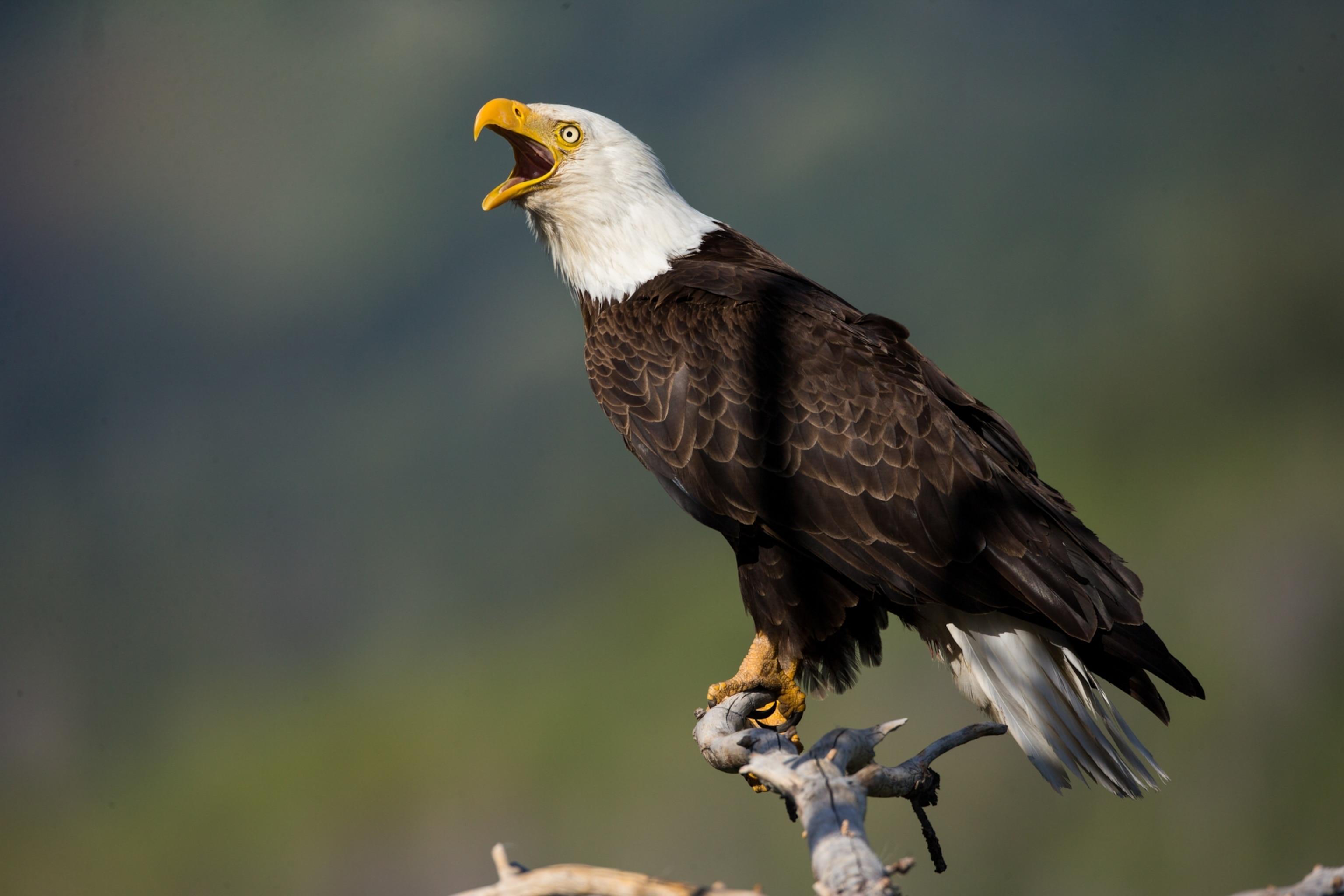 Bald_Eagle