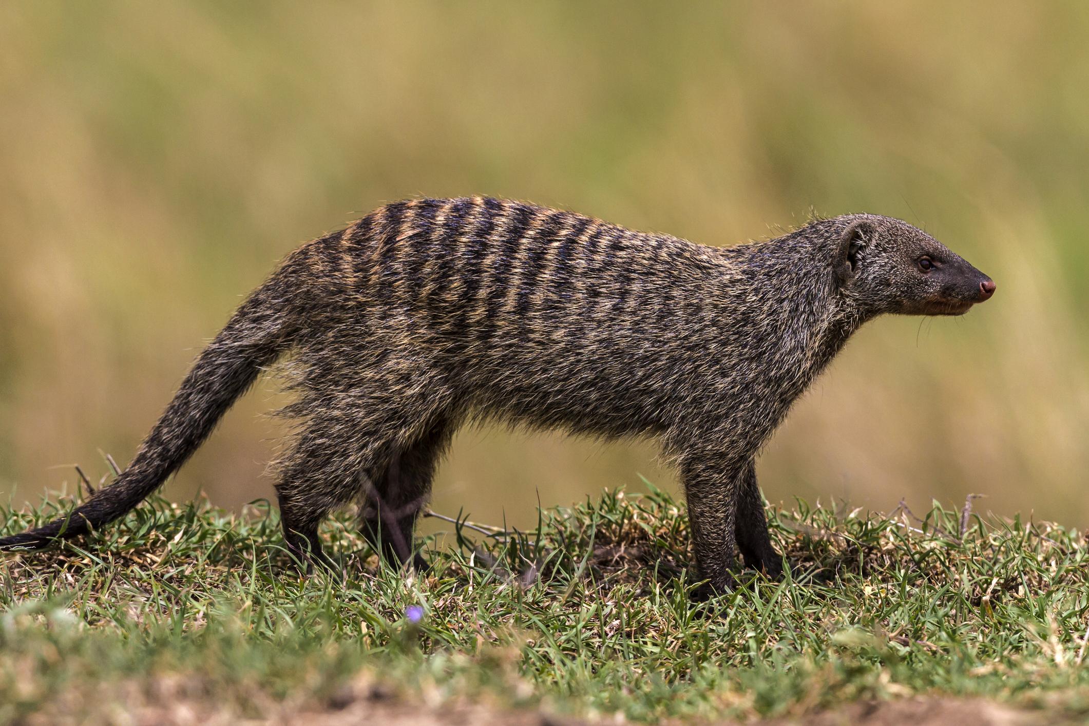 Banded_Mongoose