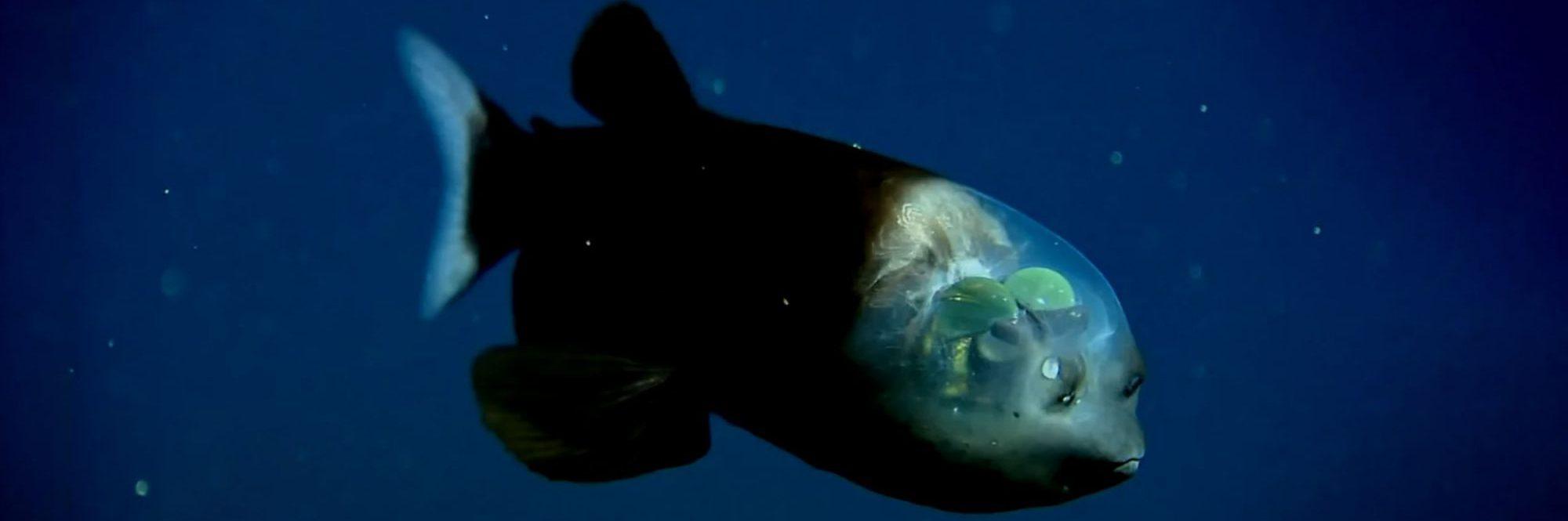 Barreleye_Fish