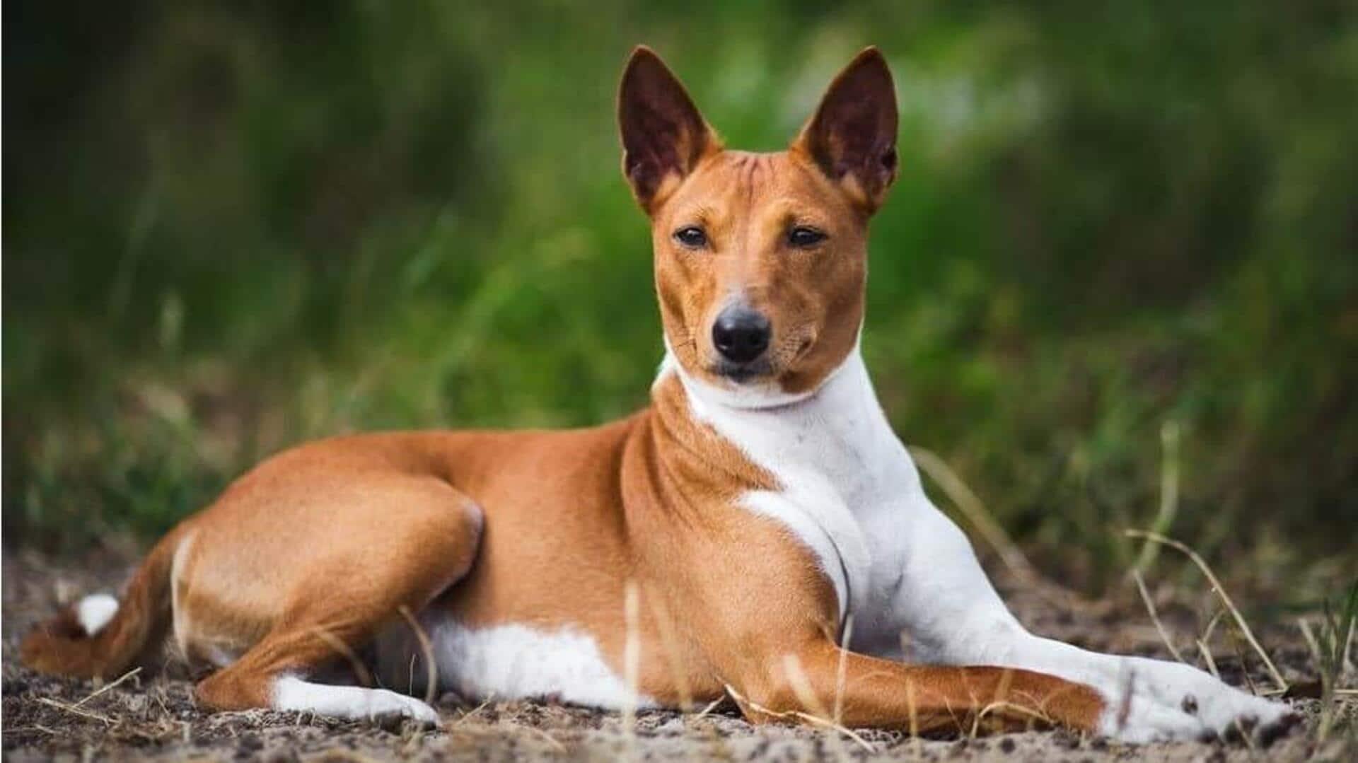 Basenji