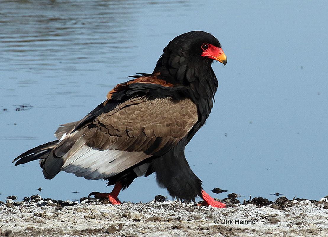 Bateleur_Eagle