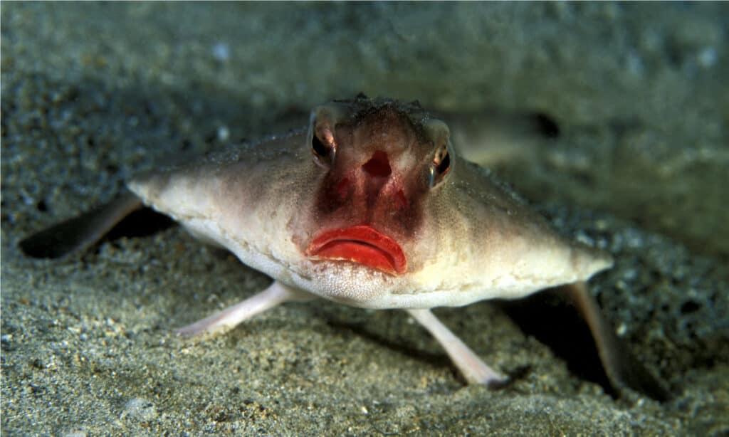 Batfish