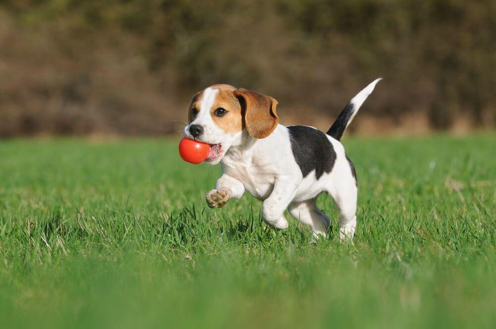 Beagle