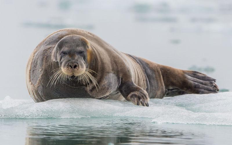 Bearded_Seal