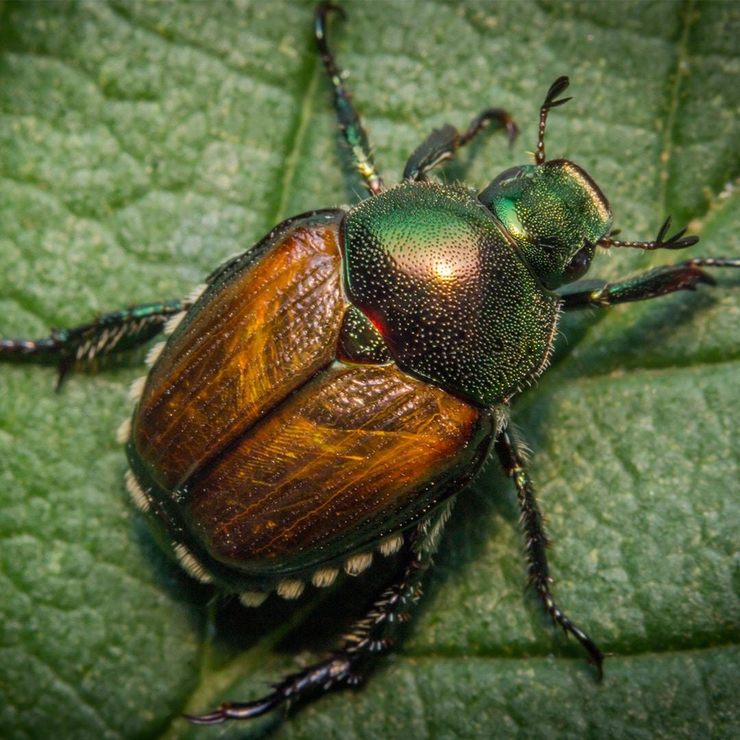 Beetle