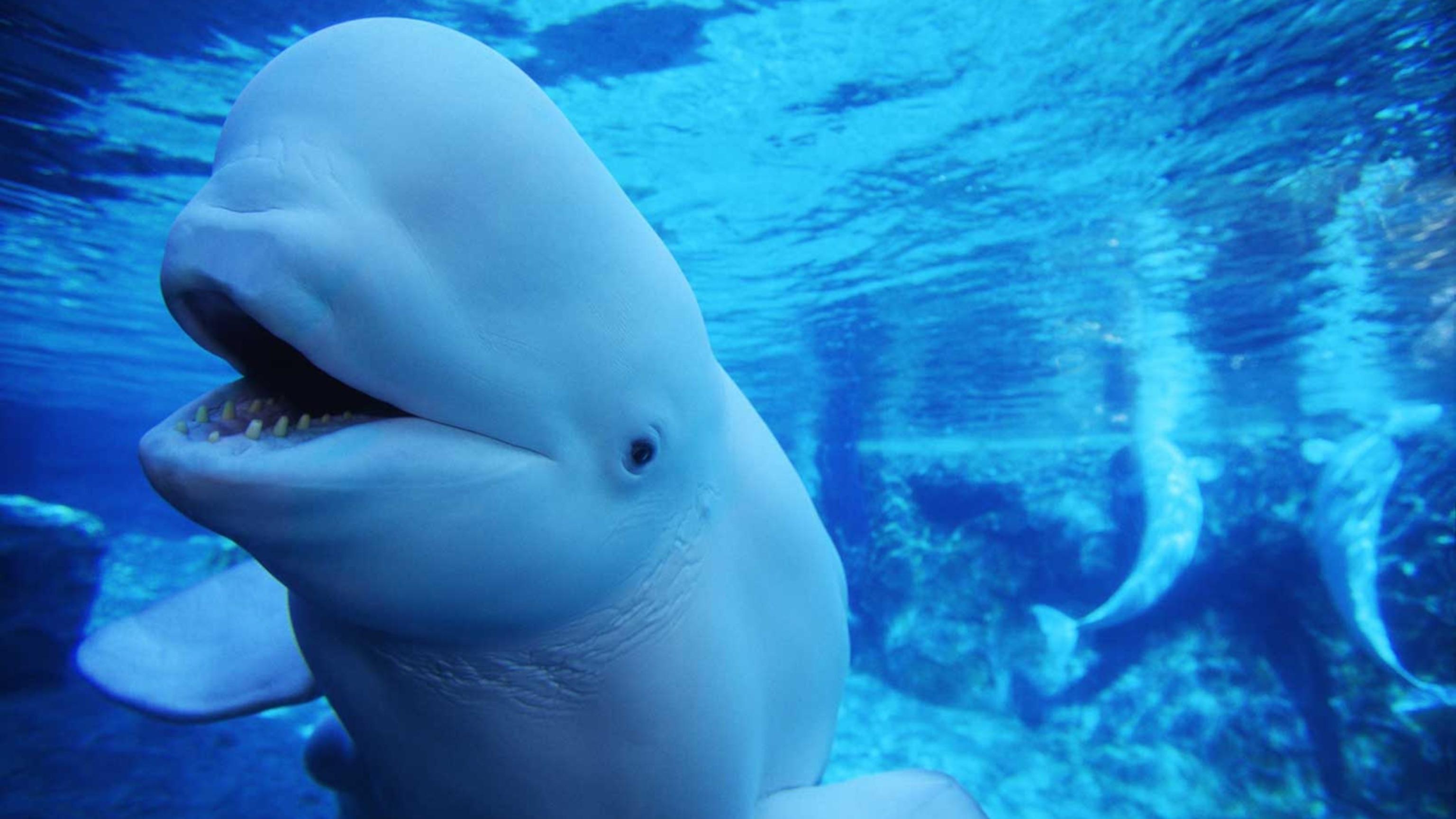 Beluga_Whale