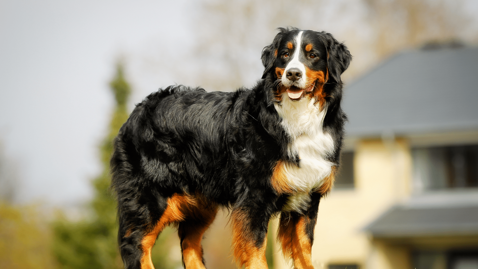 Bernese_Mountain_Dog