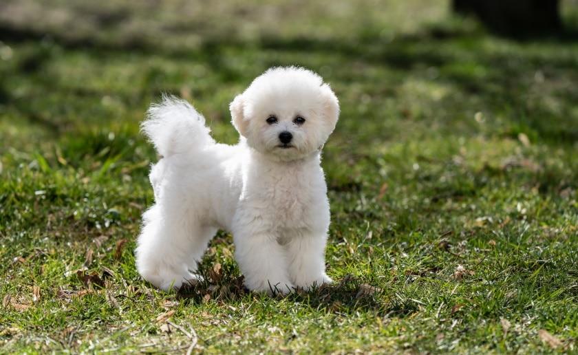 Bichon_Frise