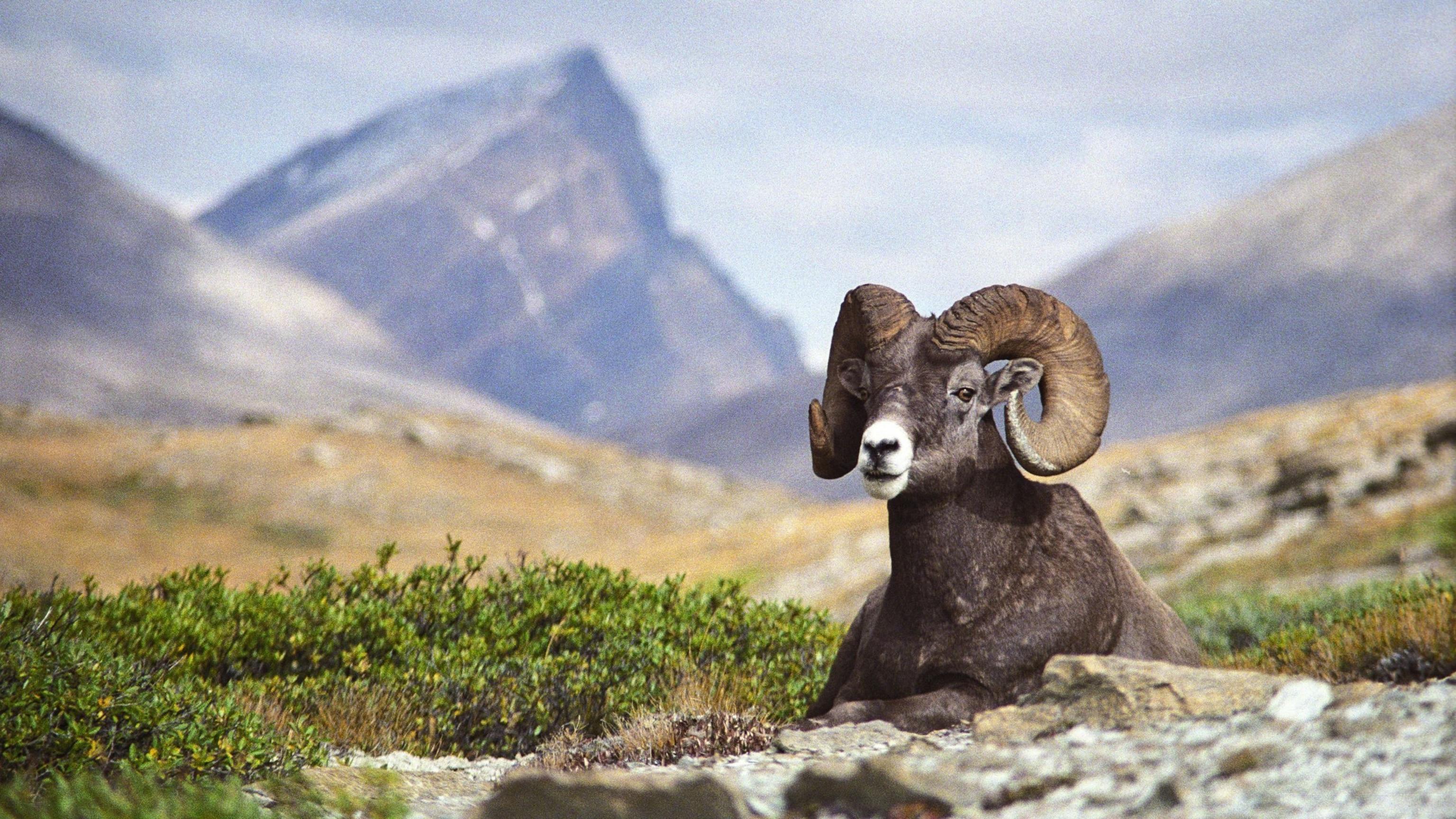 Bighorn_Sheep