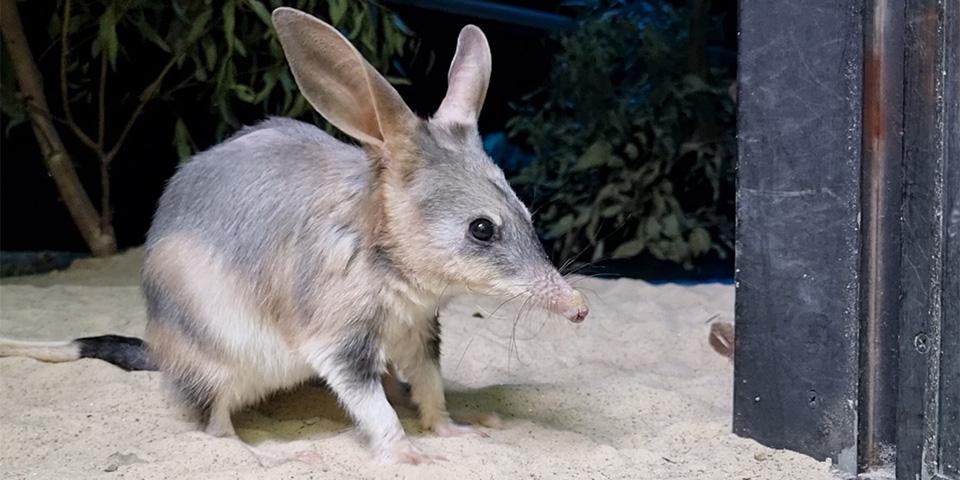 Bilby