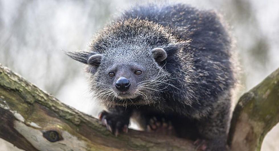 Binturong