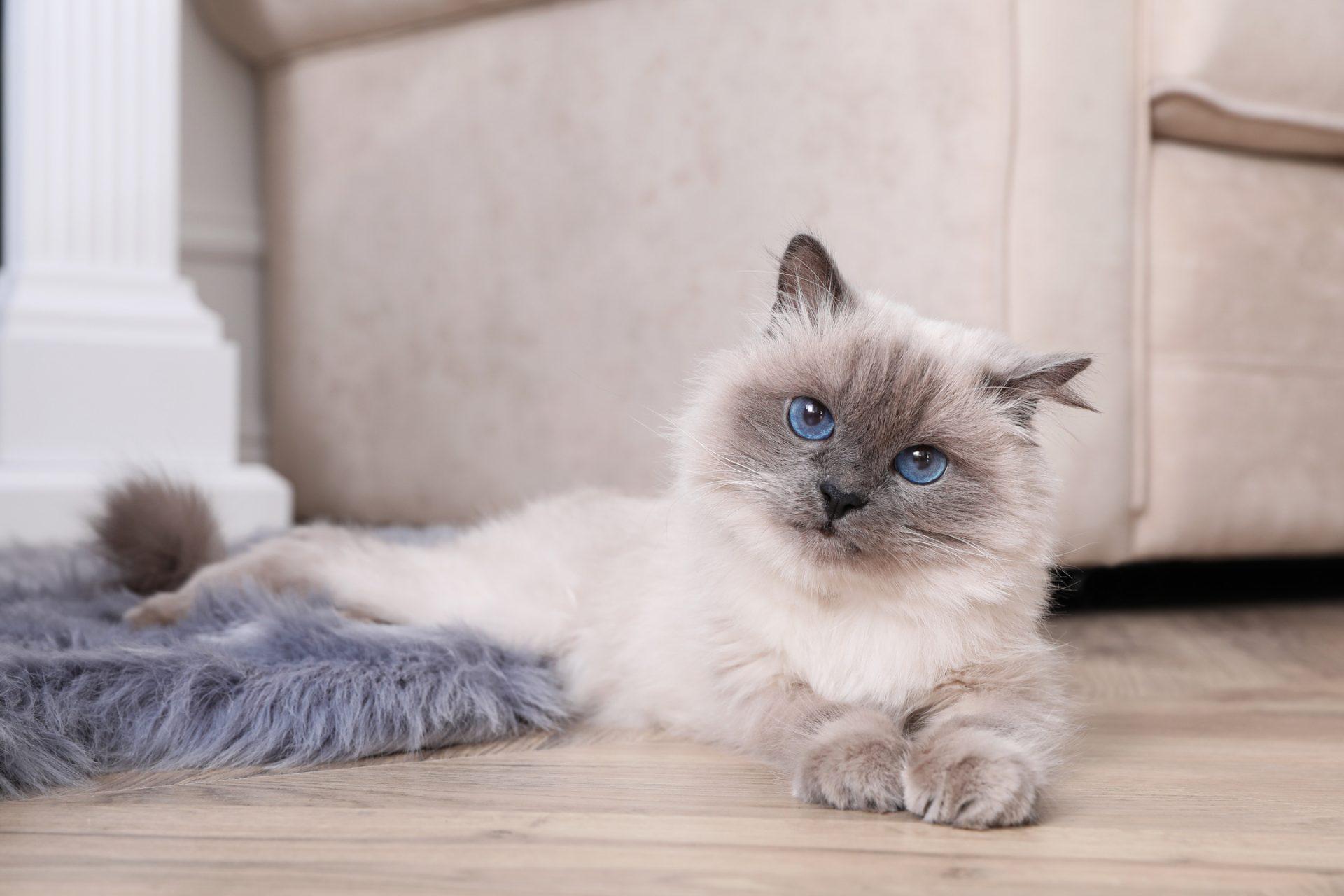 Birman