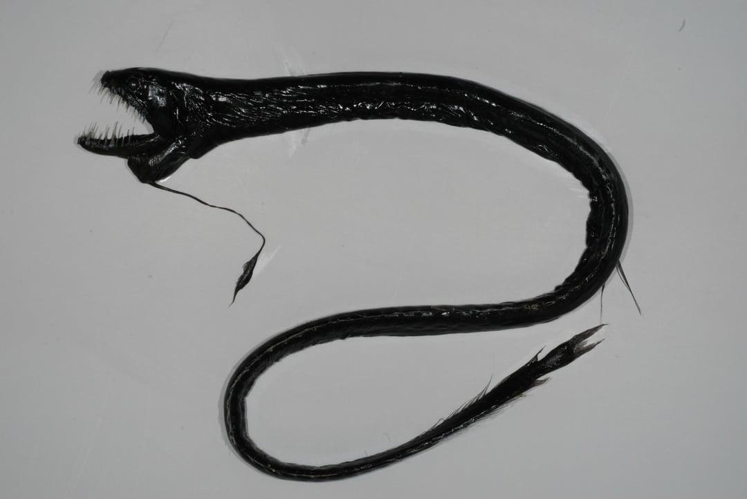 Black_Dragonfish