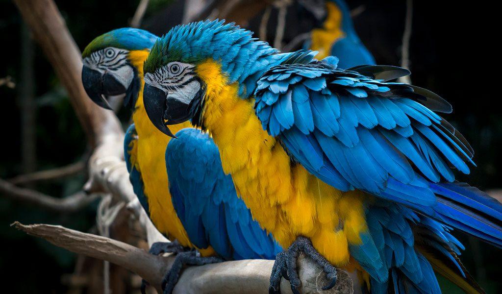 Blue-and-Yellow_Macaw