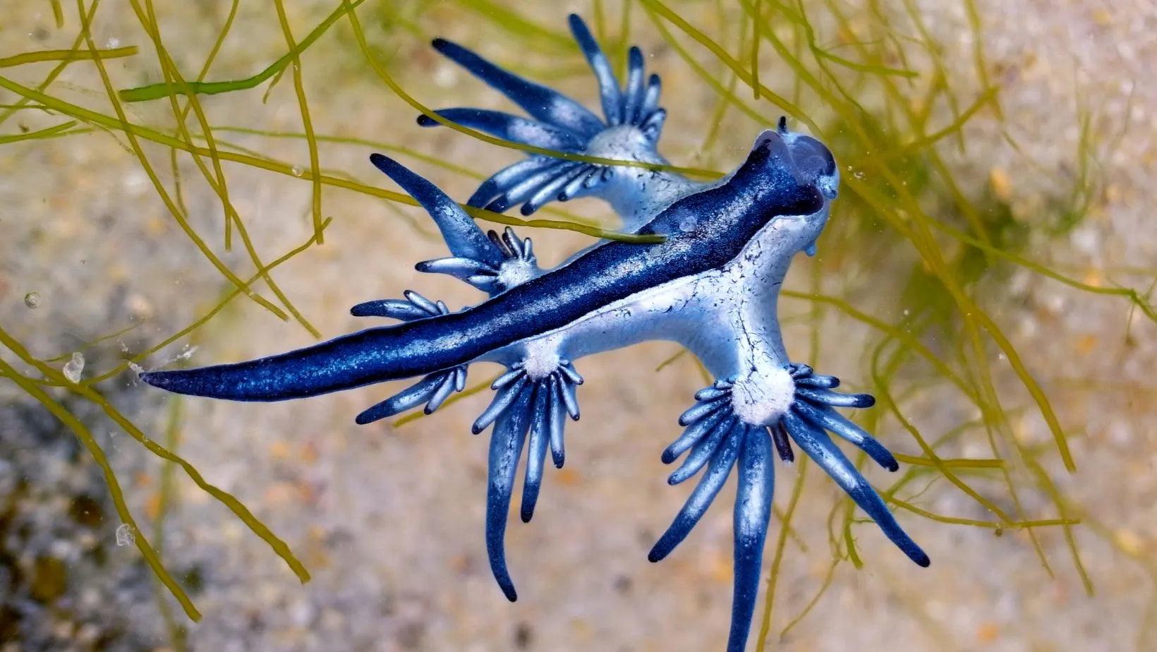 Blue_Dragon_Glaucus_Atlanticus