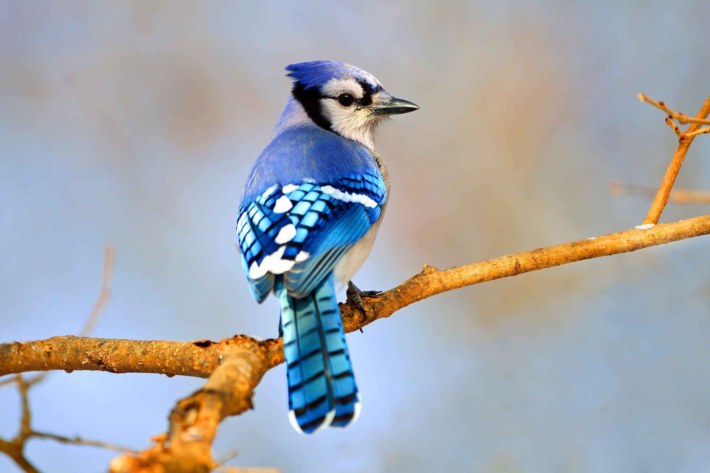 Blue_Jay