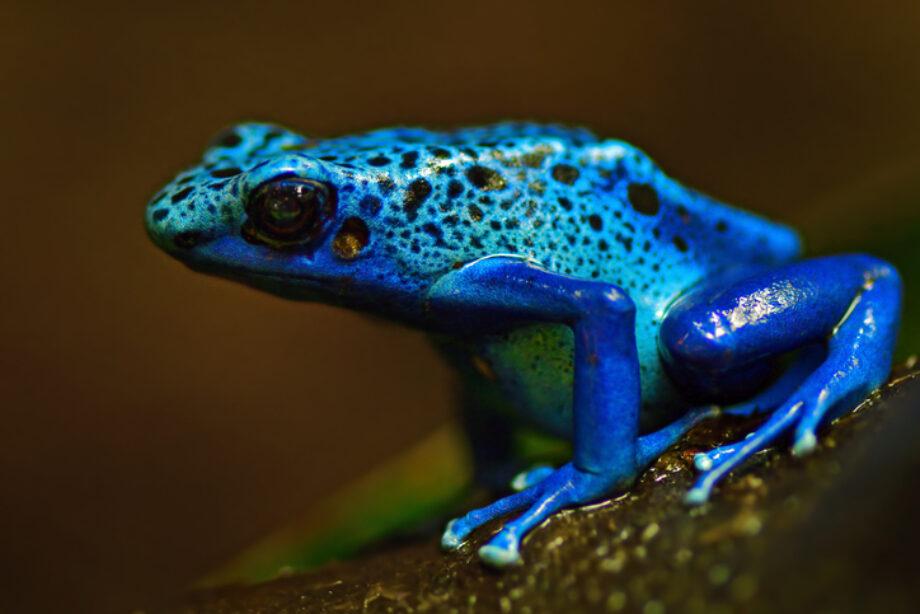 Blue_Poison_Dart_Frog