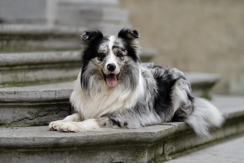 Border_Collie