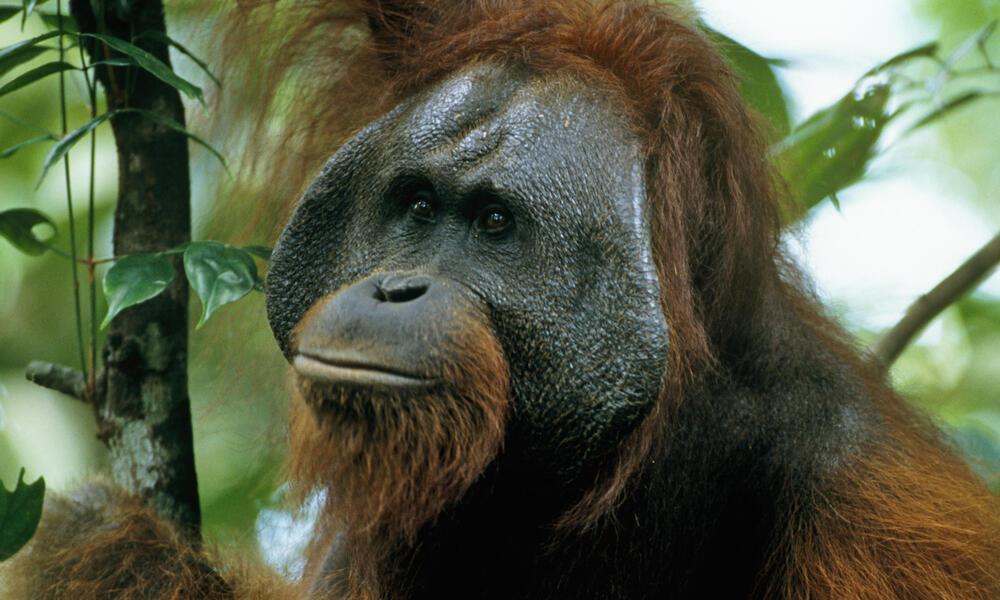 Bornean_Orangutan