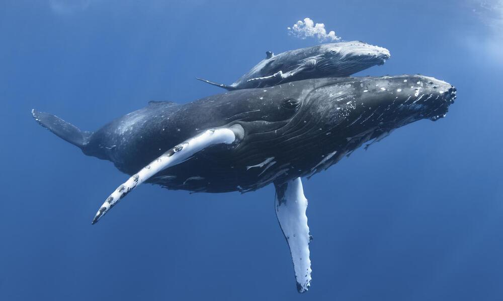 Bowhead_Whale