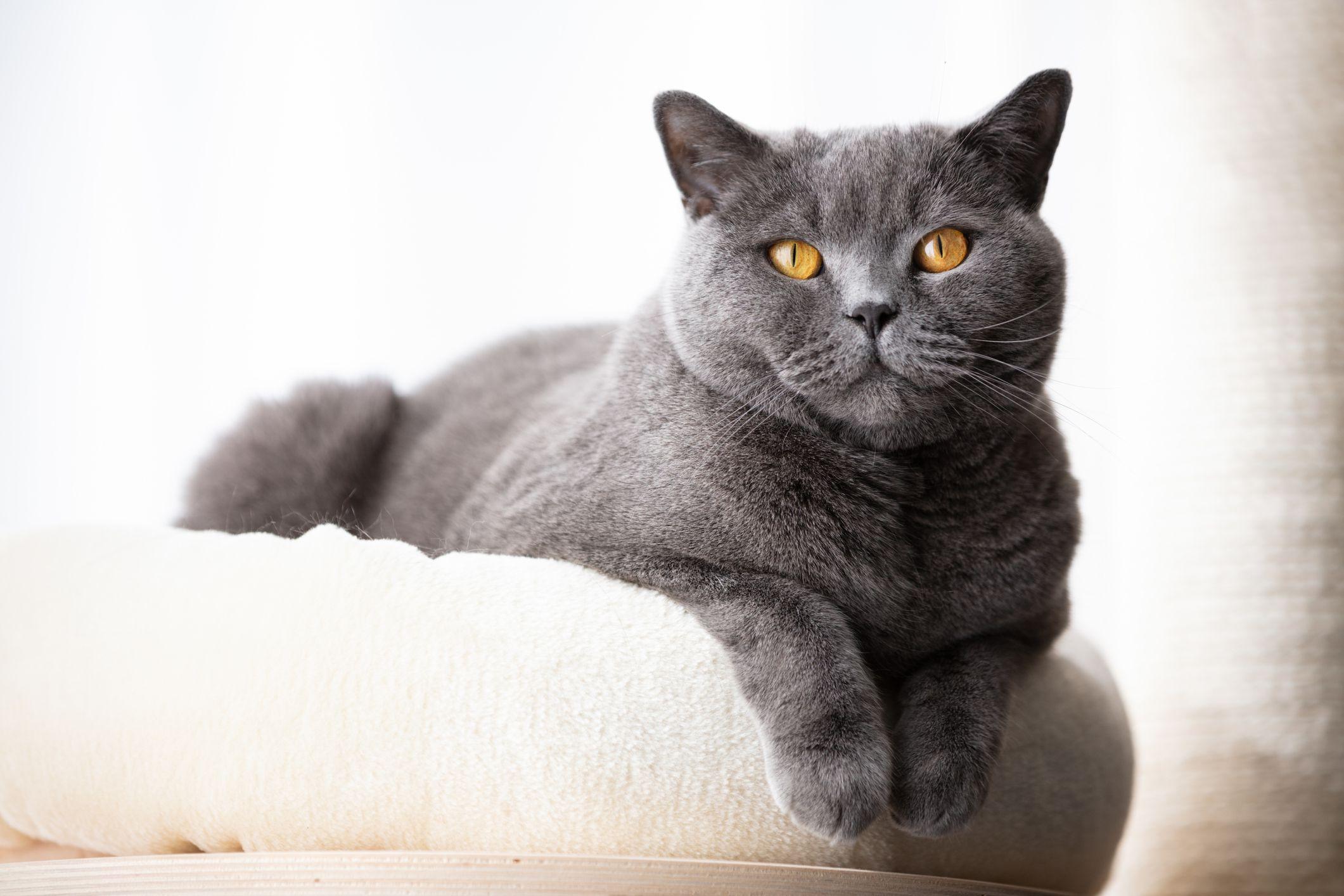 British_Shorthair