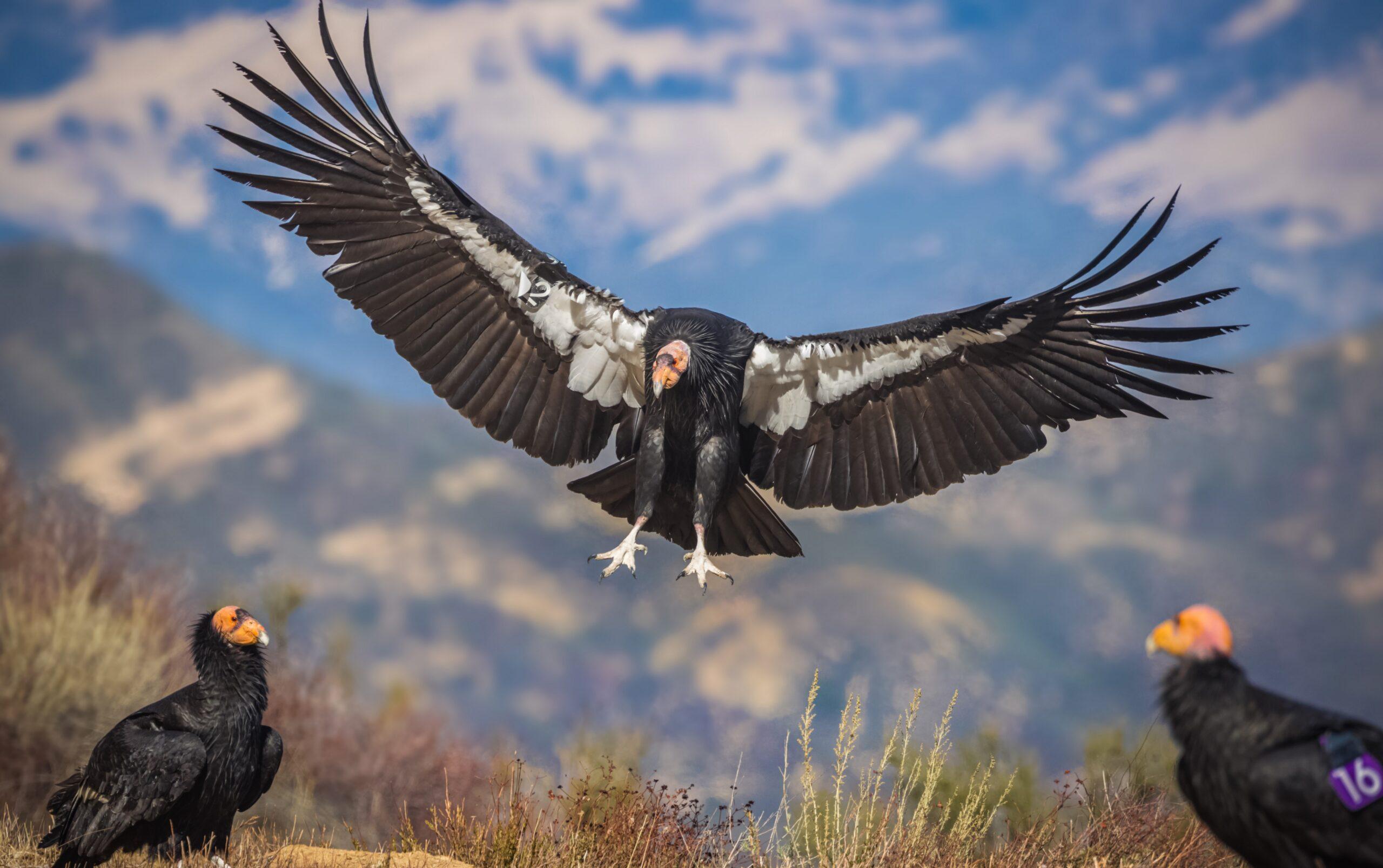 California_Condor