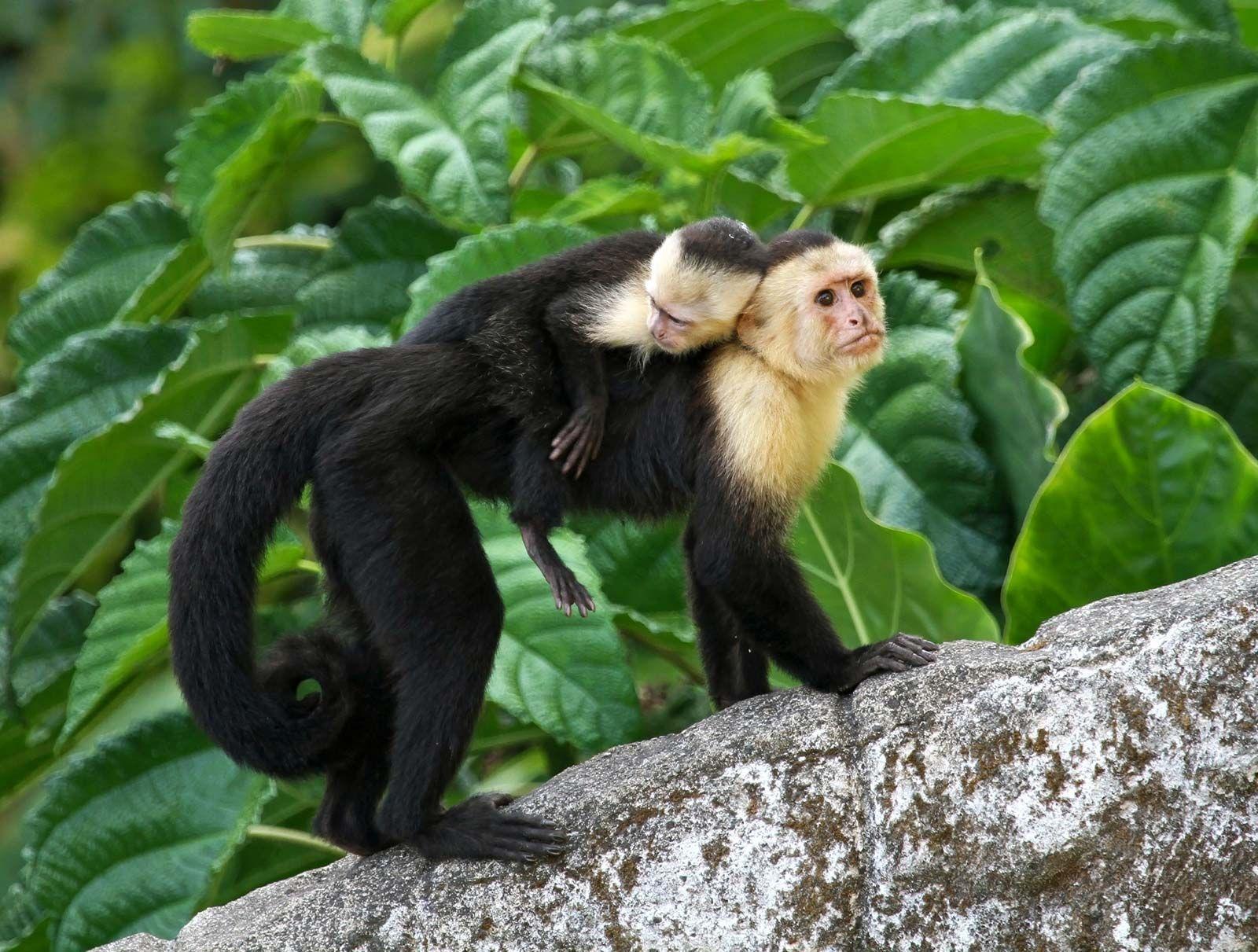 Capuchin_Monkey