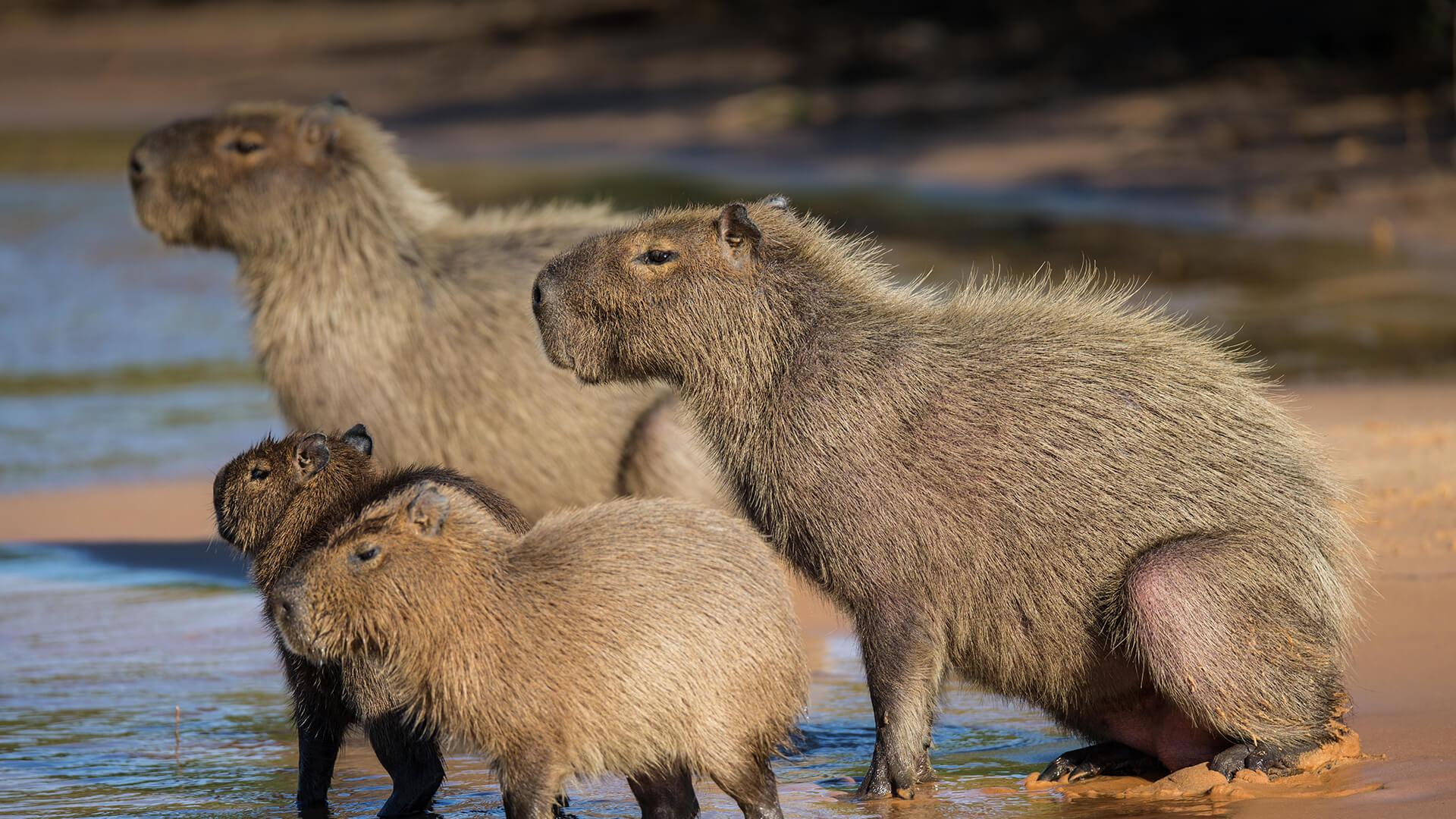 Capybara