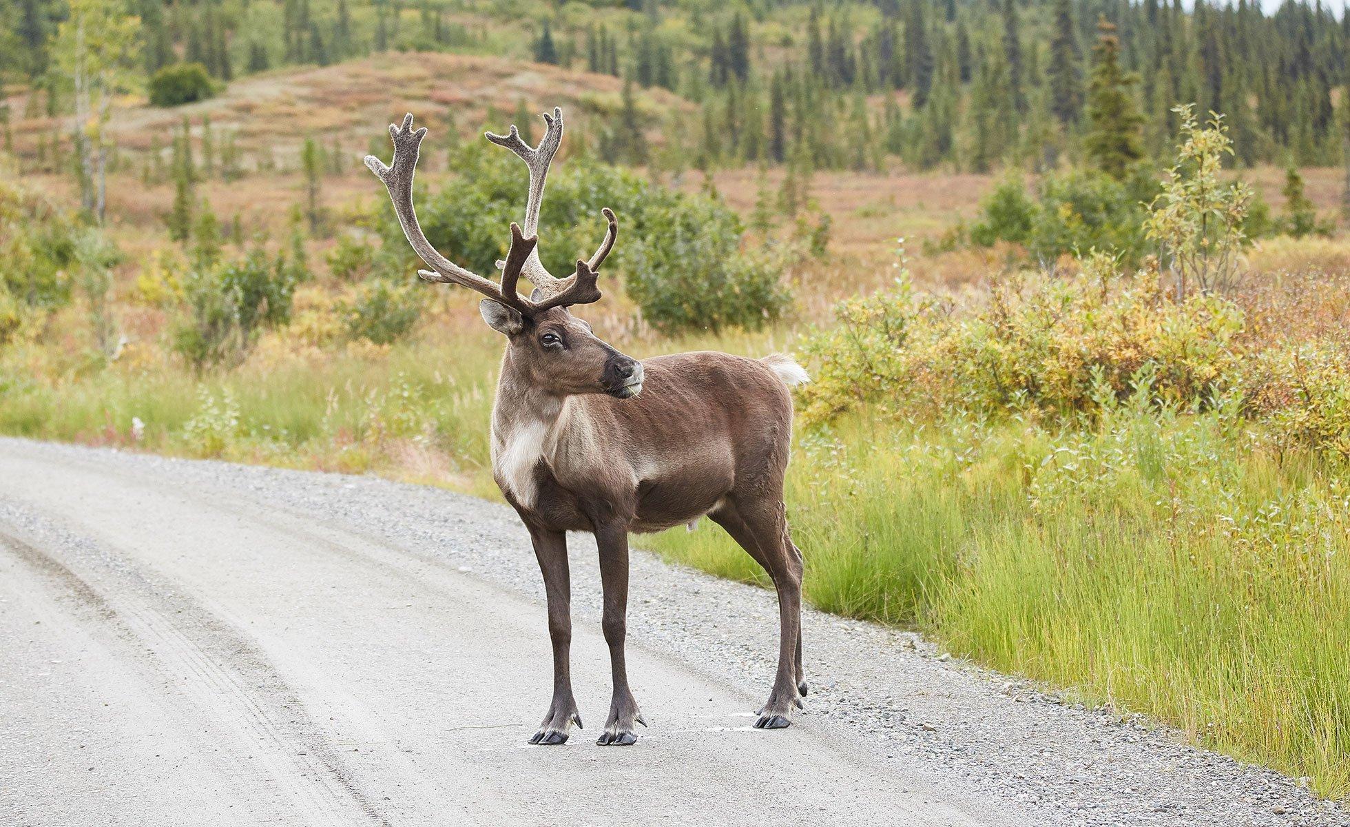 Caribou