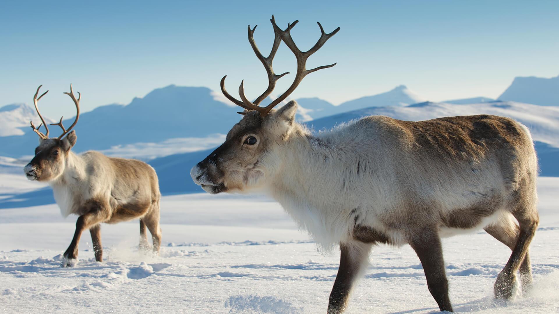 Caribou_Reindeer