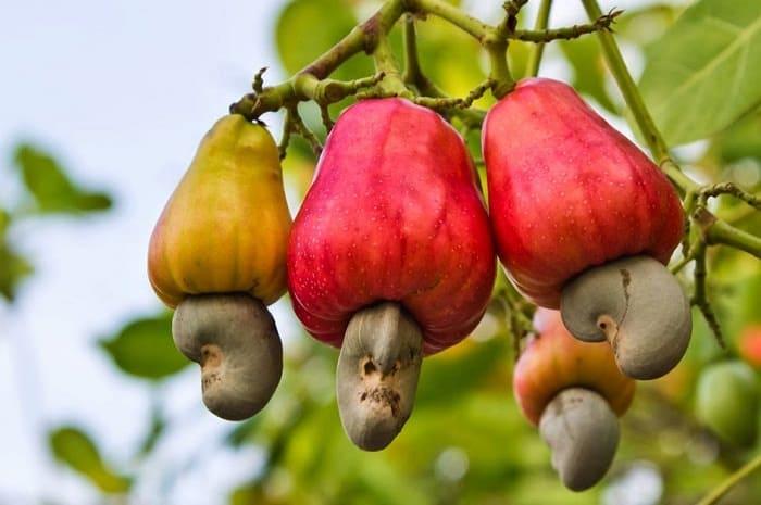 Cashew_Apple