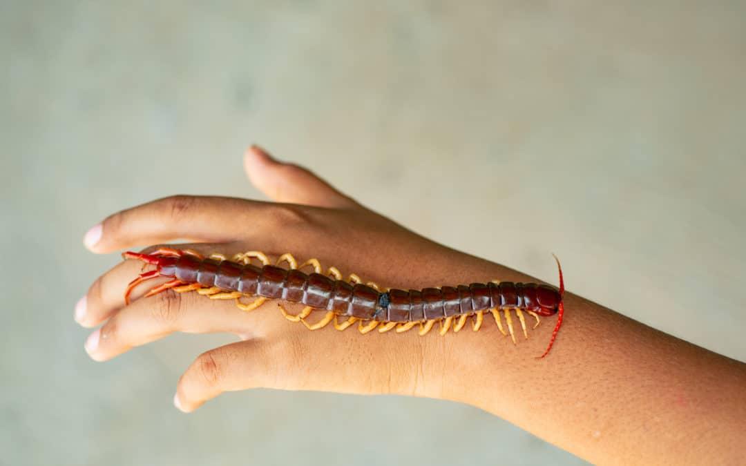 Centipede