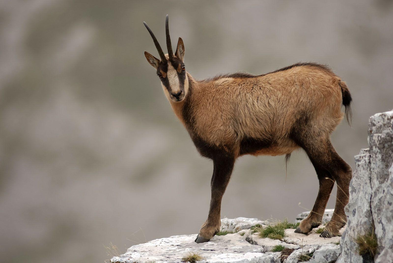 Chamois