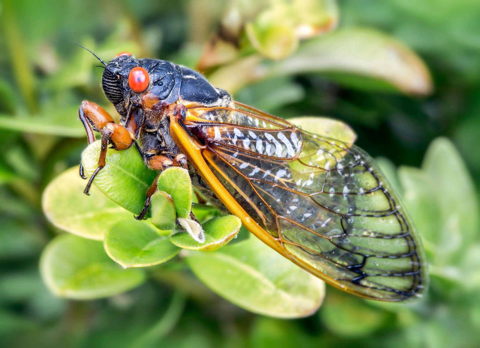 Cicada