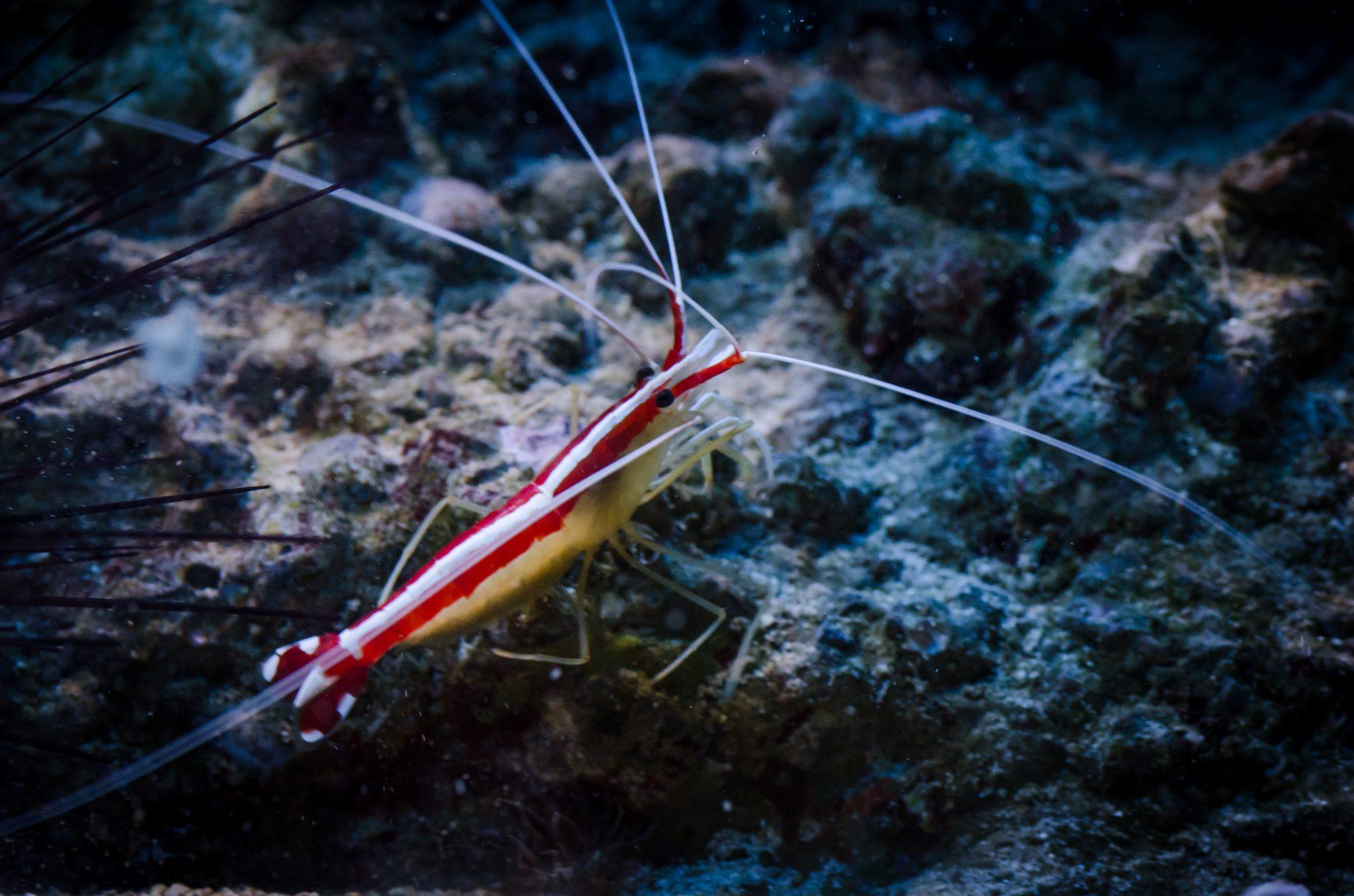 Cleaner_Shrimp