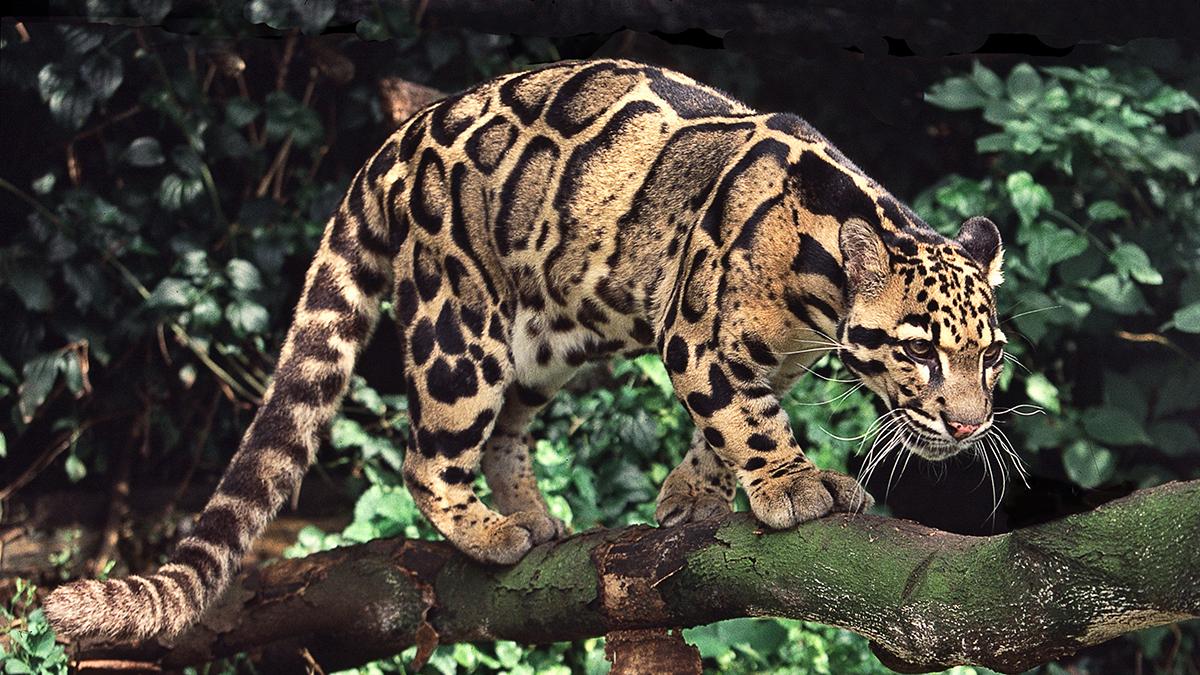 Clouded_Leopard