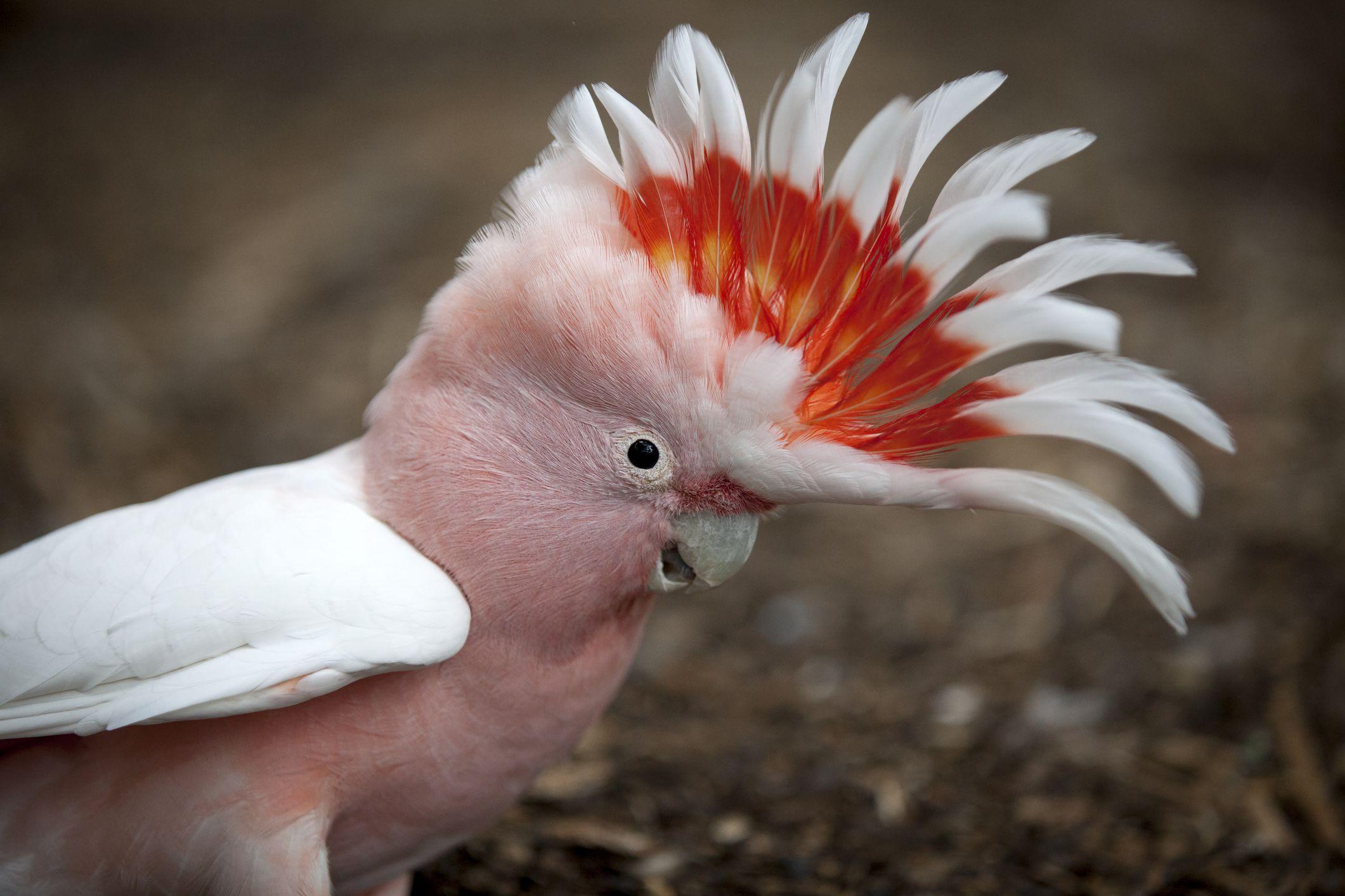 Cockatoo