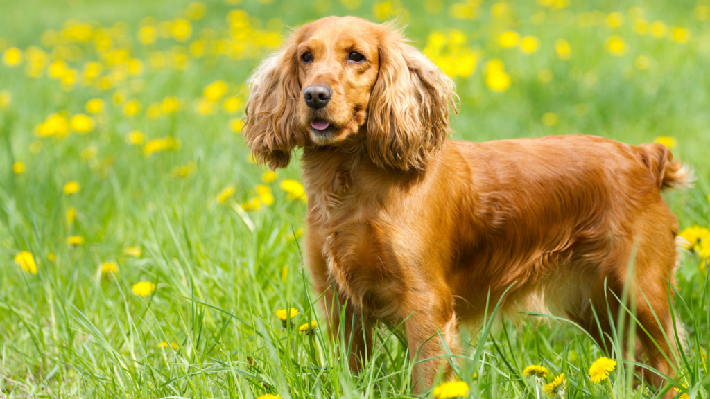 Cocker_Spaniel