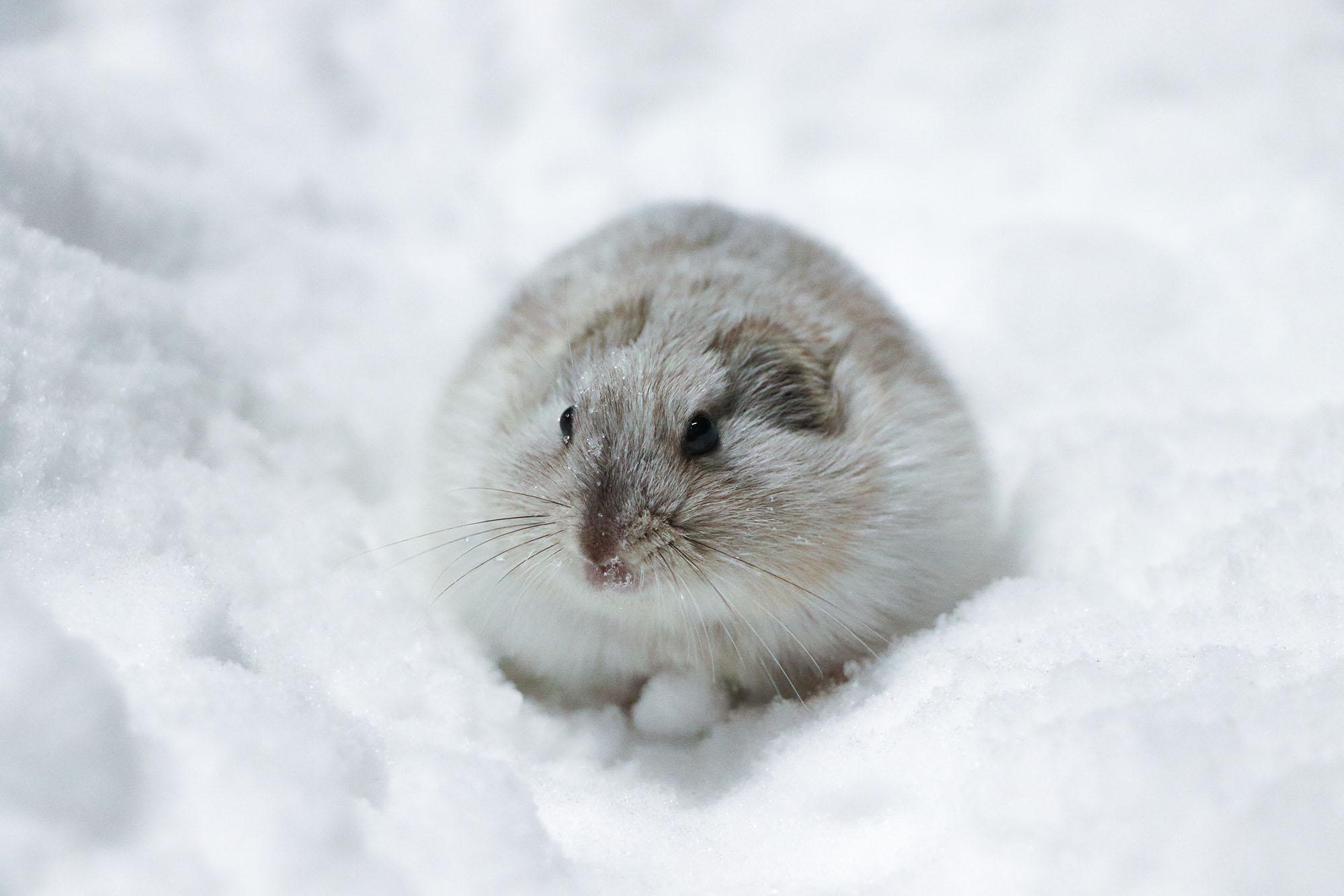 Collared_Lemming