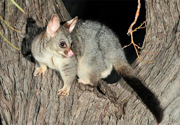 Common_Brushtail_Possum