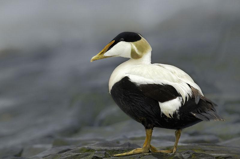 Common_Eider