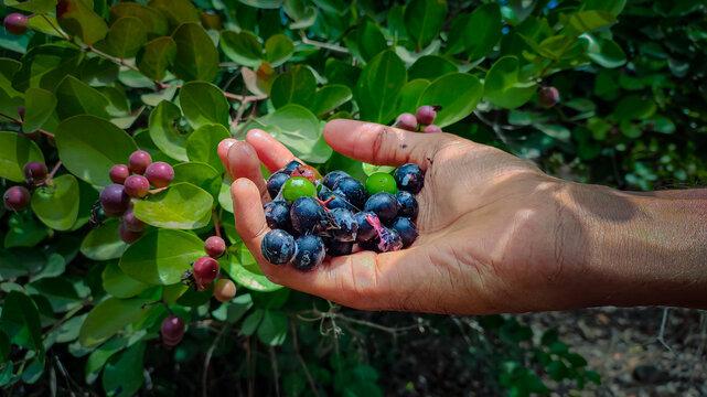 Conkerberry