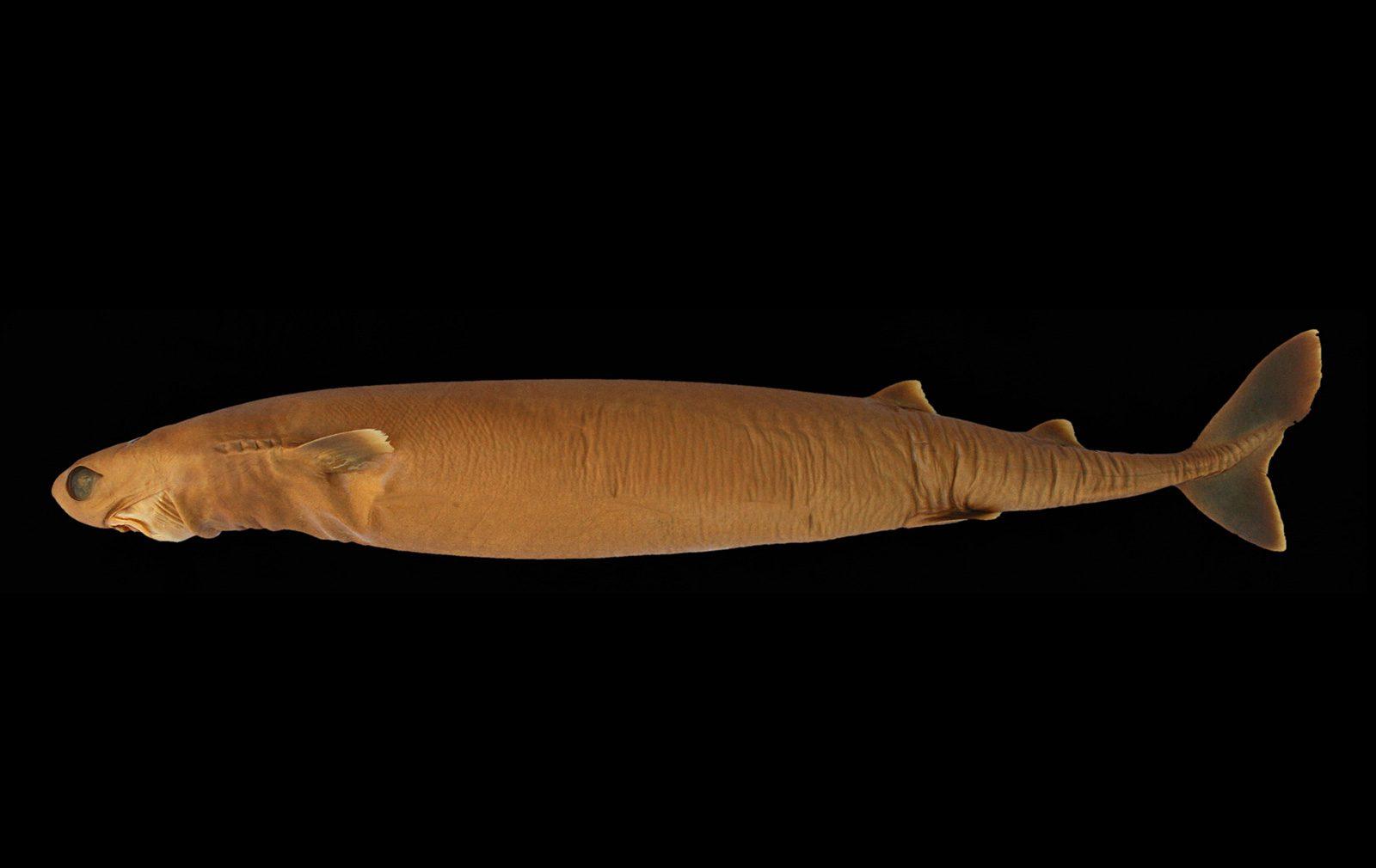 Cookiecutter_Shark