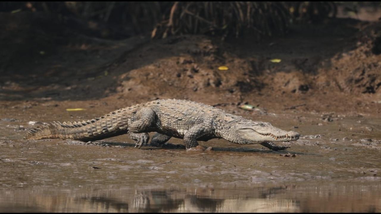 Crocodile