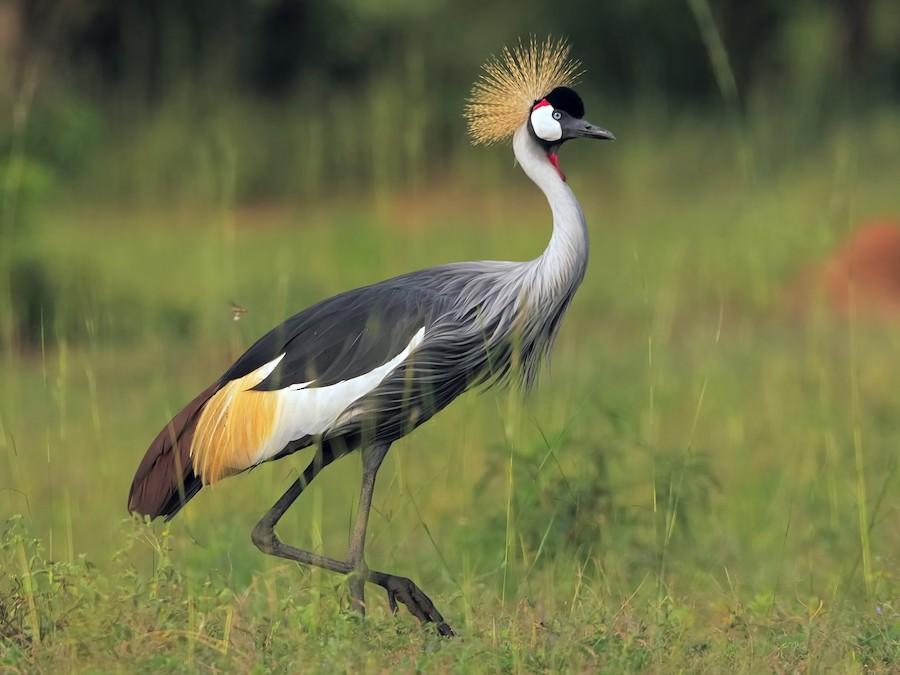 Crowned_Crane