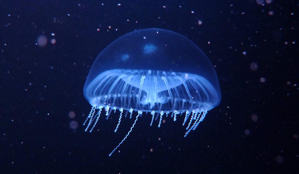 Crystal_Jellyfish