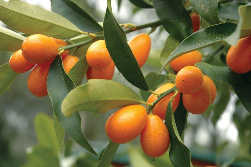 Cumquat