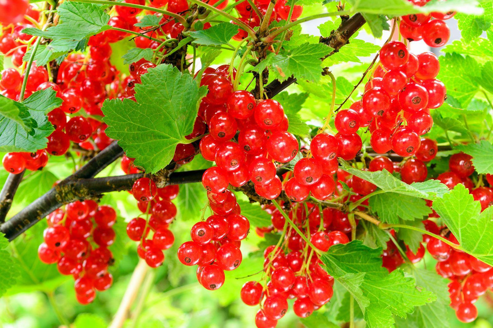 Currant