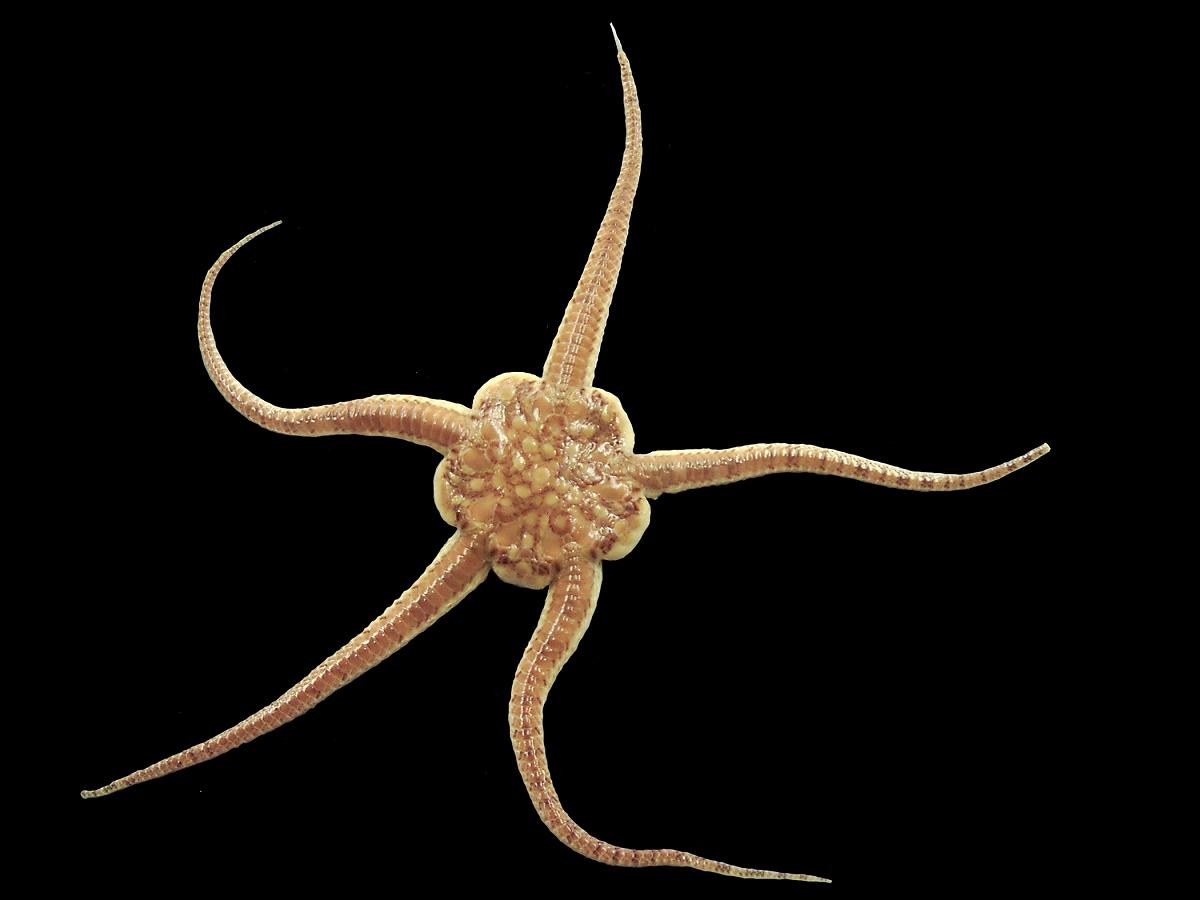 Deep-Sea_Brittle_Star